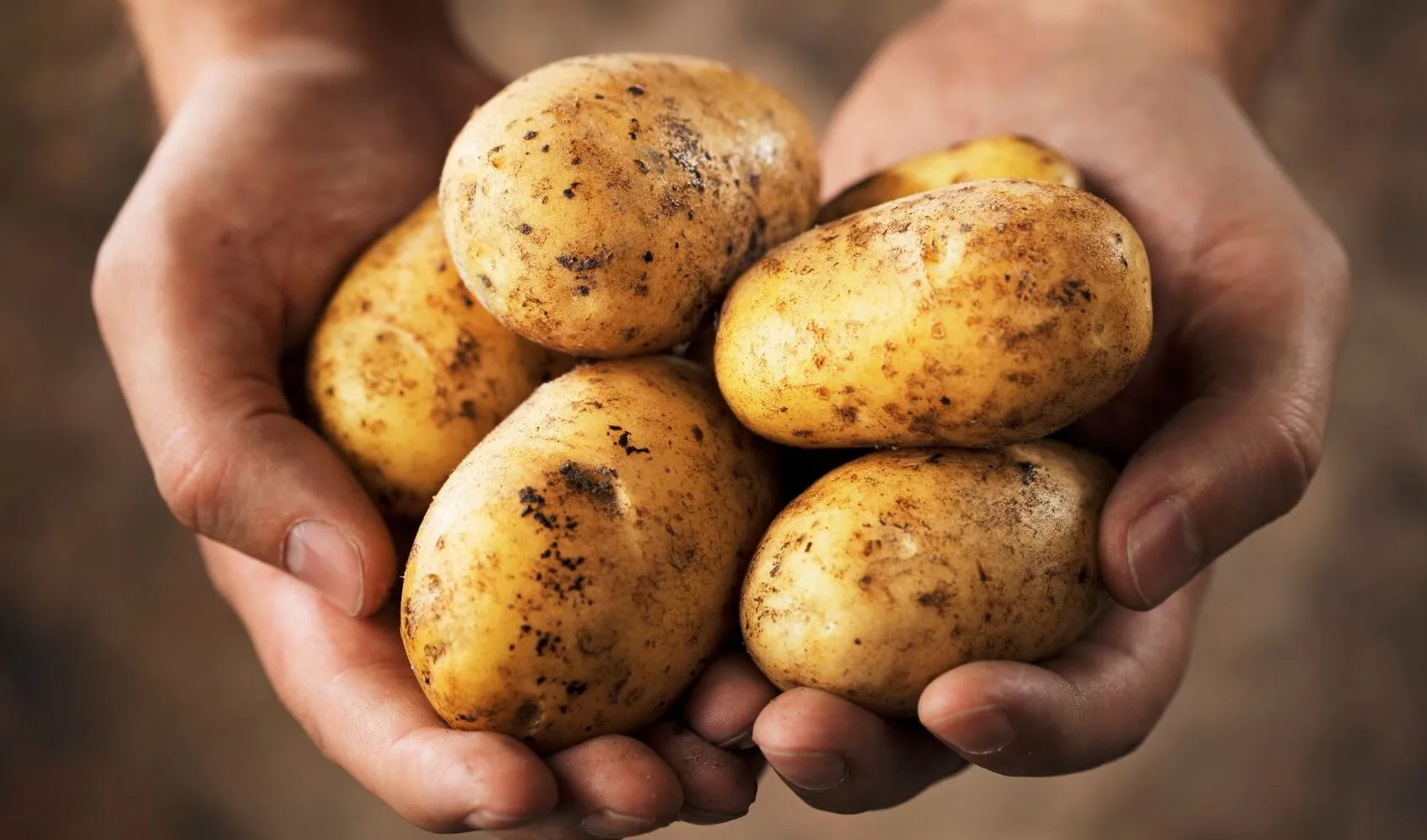 Patate italiane: tra clima e invasioni straniere, il Made in Italy a rischio