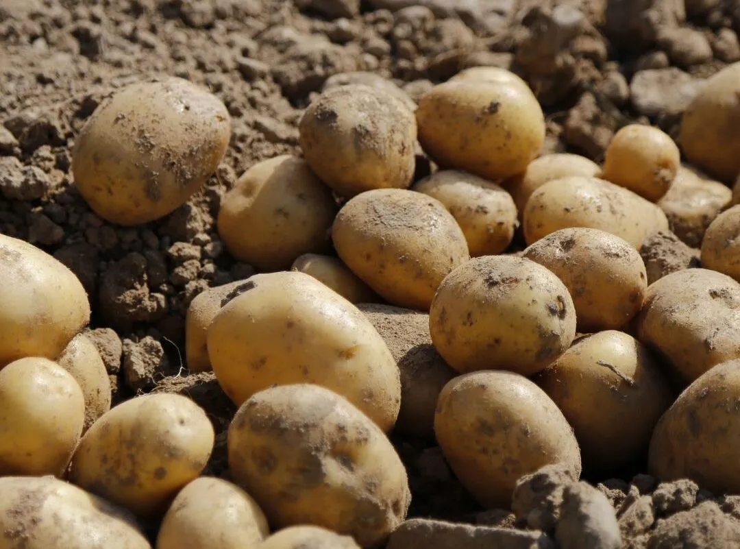 Patate italiane: tra clima e invasioni straniere, il Made in Italy a rischio