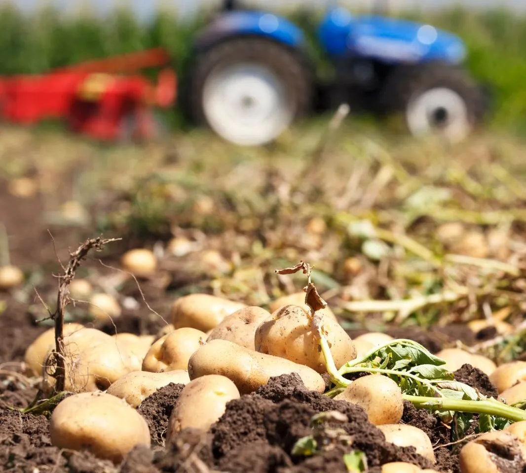 Patate italiane: tra clima e invasioni straniere, il Made in Italy a rischio