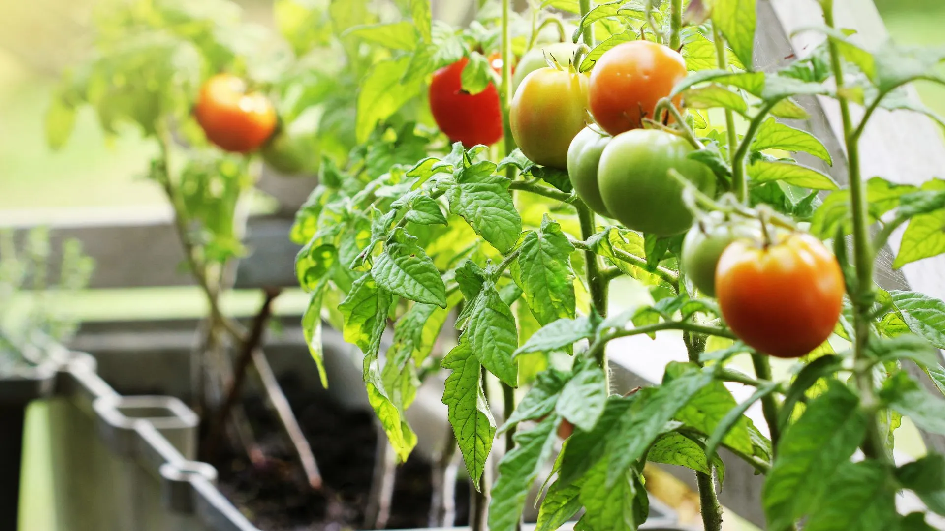 Orti Slow Food di Comunità: coltiva il tuo attivismo e il tuo cibo!