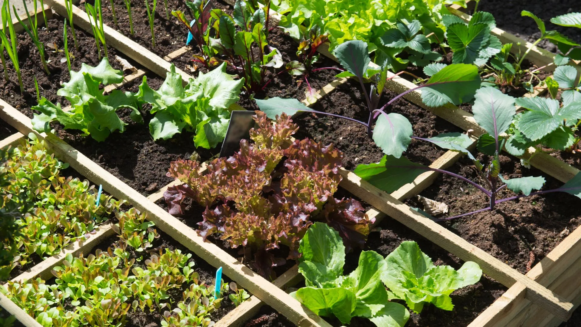 Orti Slow Food di Comunità: coltiva il tuo attivismo e il tuo cibo!