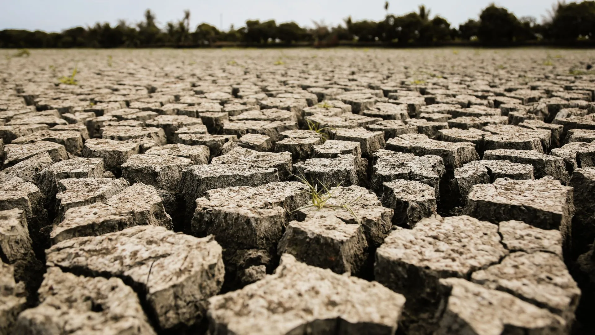 Agricoltura tra siccità e alluvioni: il bilancio drammatico di Confagricoltura