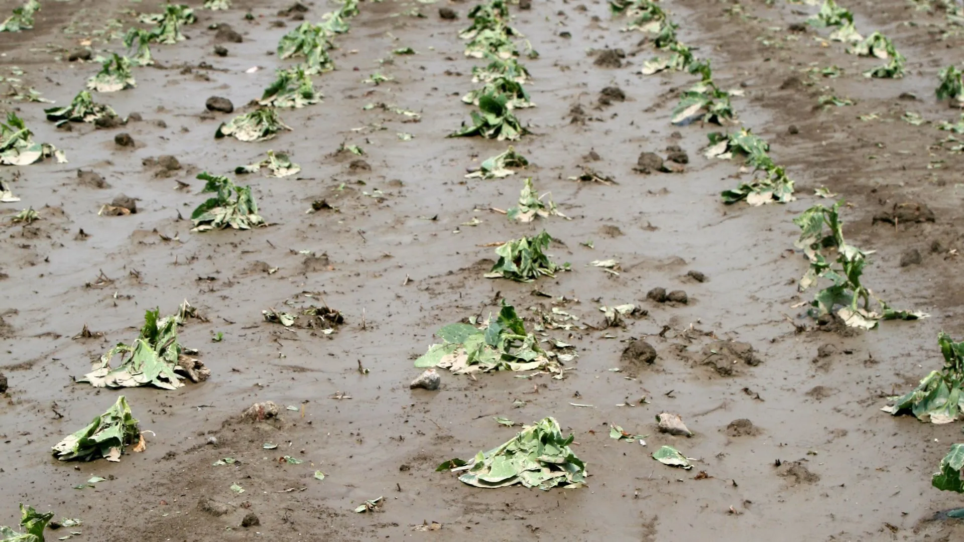 Agricoltura tra siccità e alluvioni: il bilancio drammatico di Confagricoltura