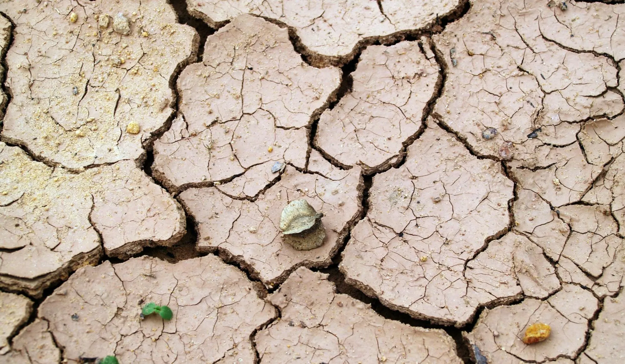 Agricoltura del Sud colpita a morte dalla siccità: 33mila posti di lavoro persi!