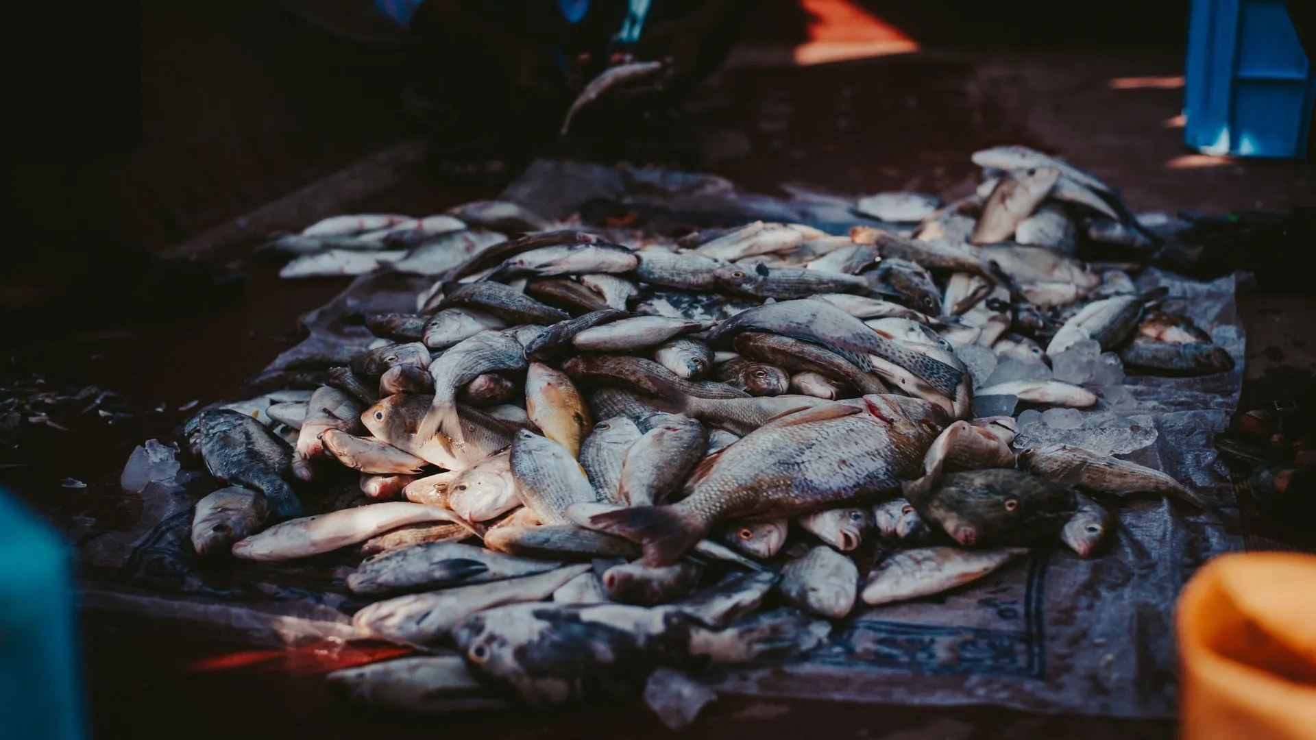 Pesca in crisi: l'Italia chiede un cambio di rotta in Europa