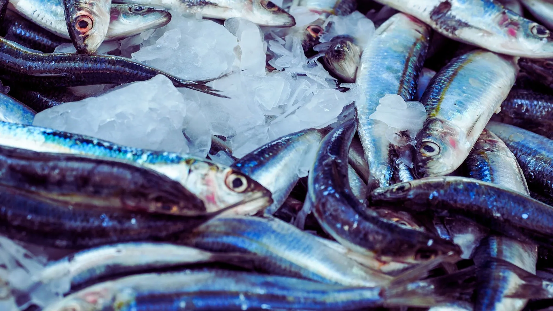 Pesca in crisi: l'Italia chiede un cambio di rotta in Europa