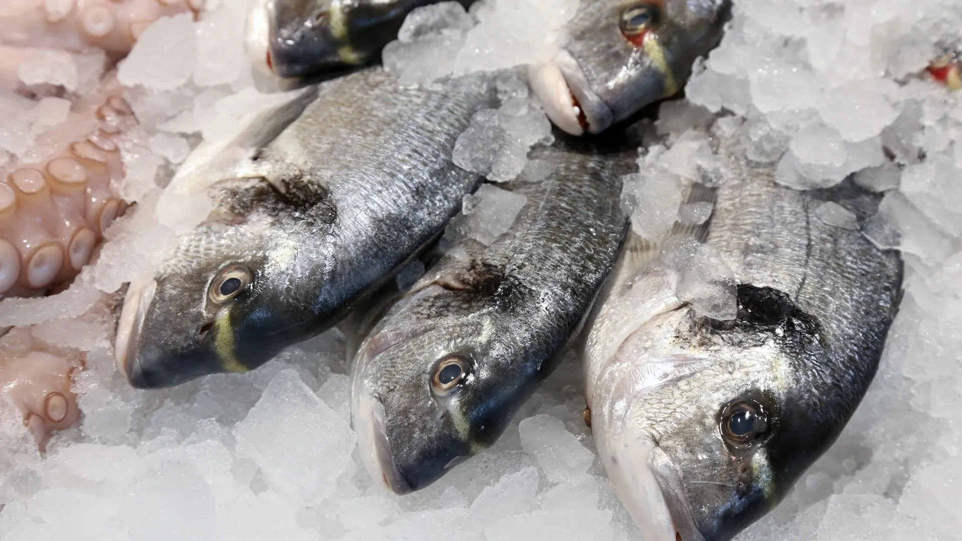 Pesca in crisi: l'Italia chiede un cambio di rotta in Europa