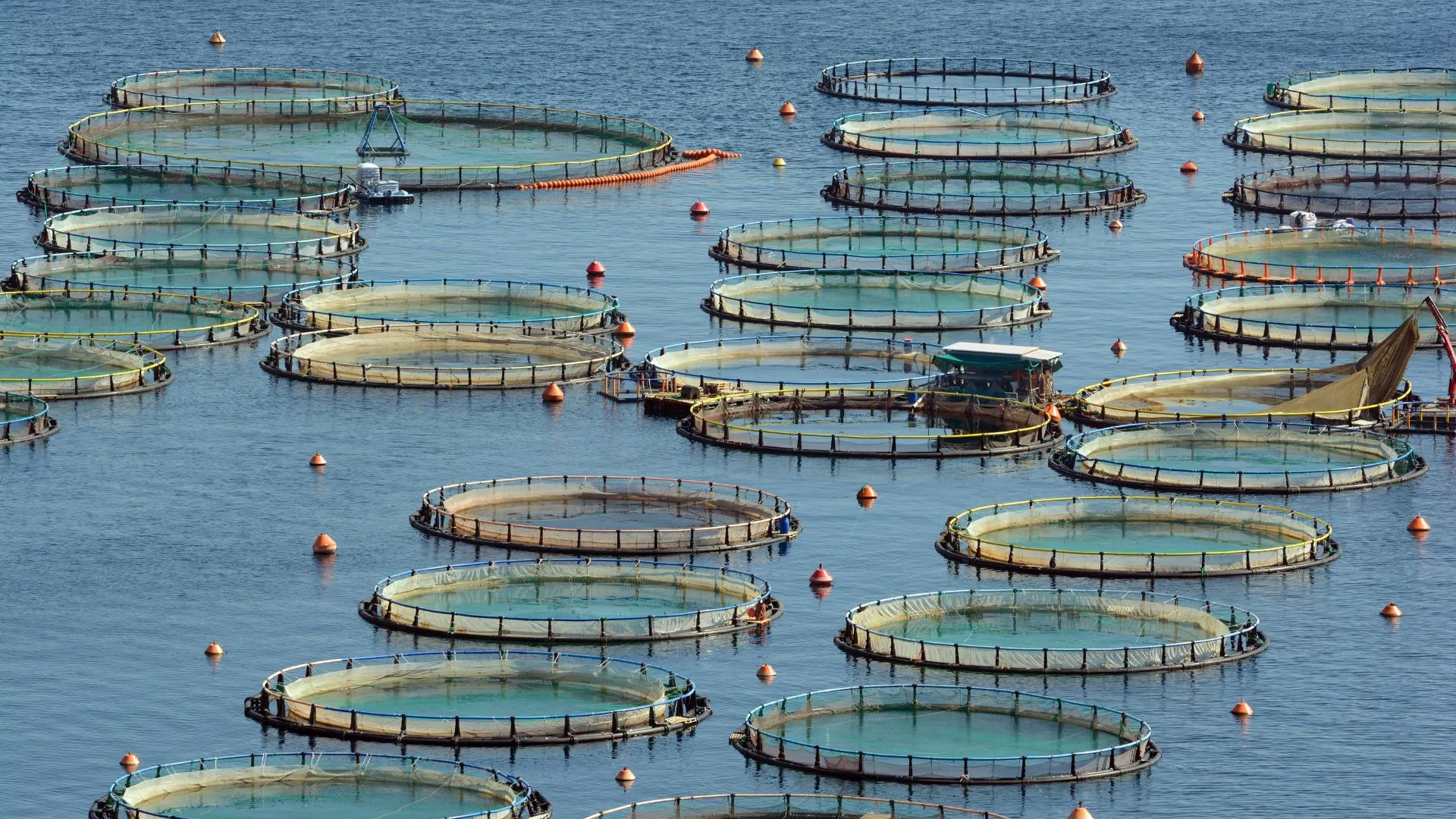 Acquacoltura Italiana: produzione record oltre le 51.000 Tonnellate