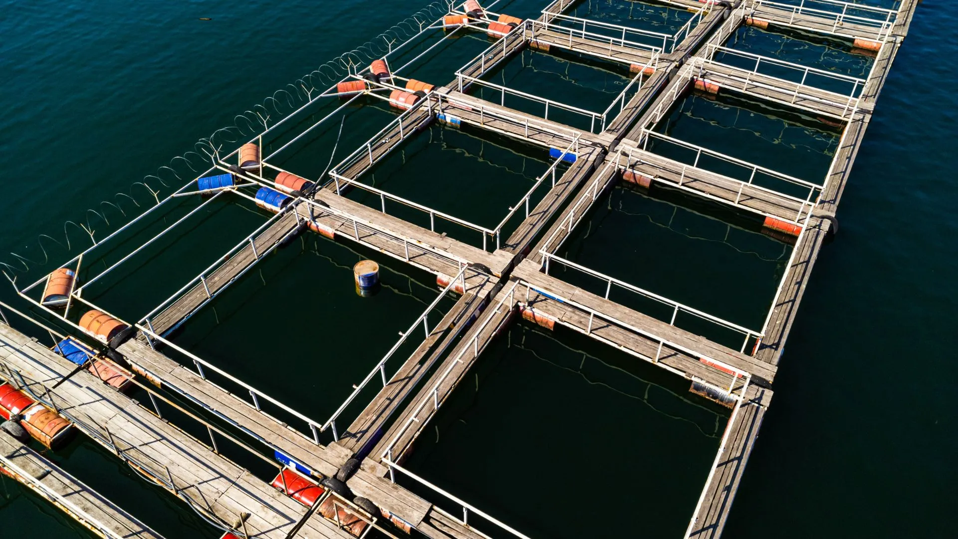 Acquacoltura Italiana: produzione record oltre le 51.000 Tonnellate